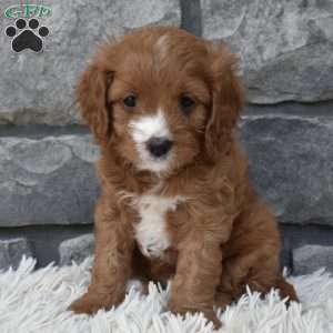 Macy, Cavapoo Puppy