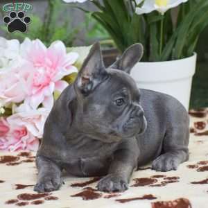 Duke, French Bulldog Puppy