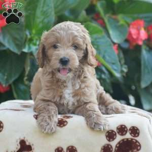 Taylor, Mini Goldendoodle Puppy
