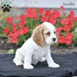 Scarlet, Cocker Spaniel Puppy