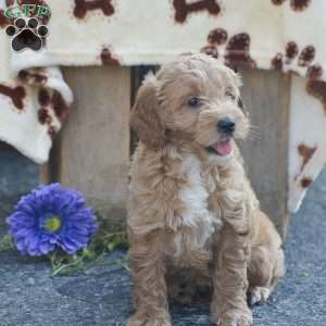 Taylor, Mini Goldendoodle Puppy