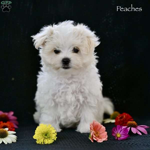 Peaches, Maltese Puppy