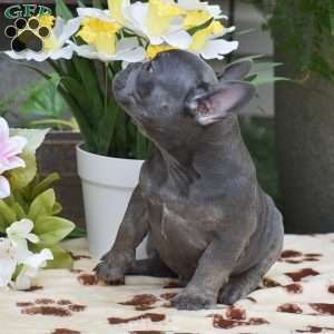 Duke, French Bulldog Puppy
