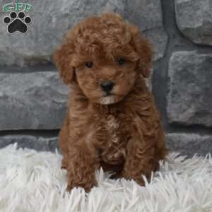 Cinnamon, Toy Poodle Puppy