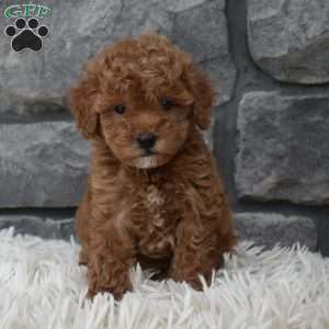 Cinnamon, Toy Poodle Puppy