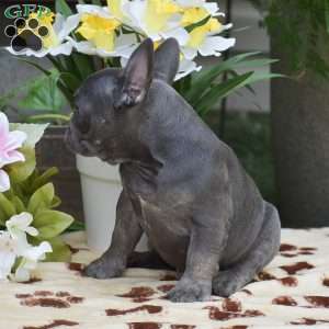 Duke, French Bulldog Puppy