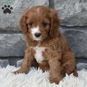 Macy, Cavapoo Puppy
