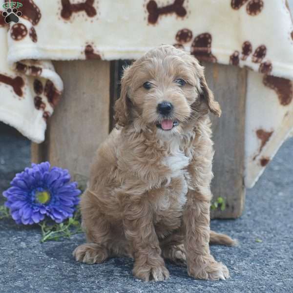 Taylor, Mini Goldendoodle Puppy