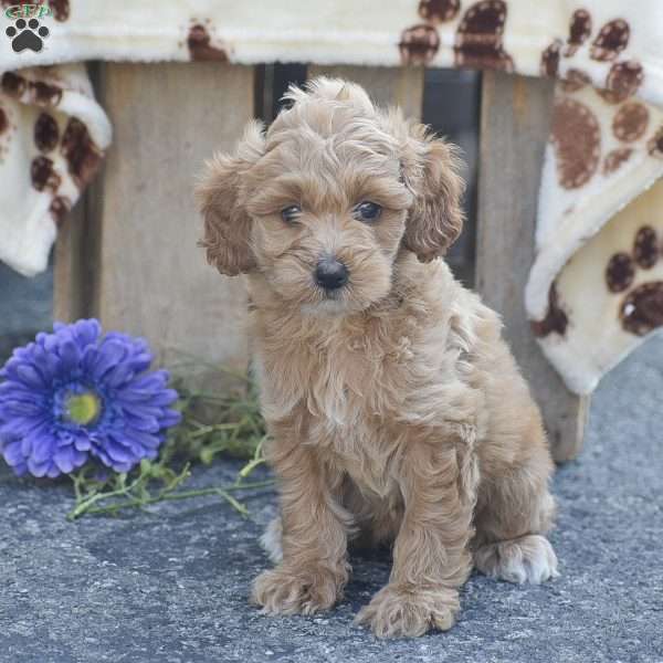 Tessa, Mini Goldendoodle Puppy