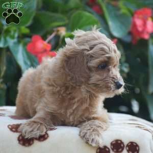 Tessa, Mini Goldendoodle Puppy