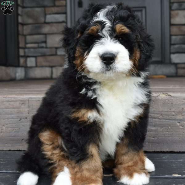 Jett, Mini Bernedoodle Puppy