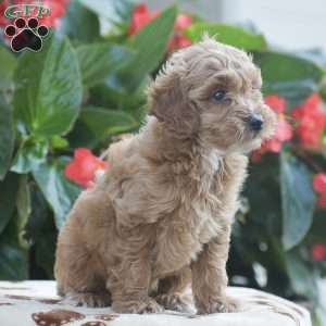 Tessa, Mini Goldendoodle Puppy