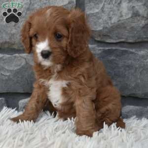 Macy, Cavapoo Puppy