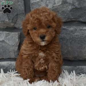 Cinnamon, Toy Poodle Puppy