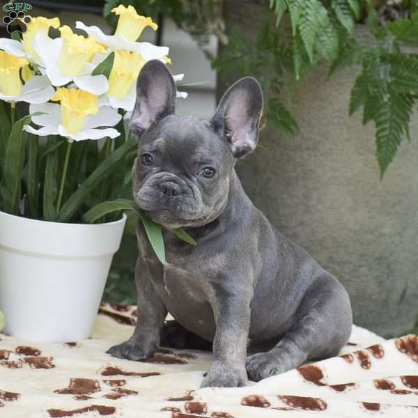 Duke, French Bulldog Puppy