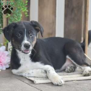 Brielle, Blue Heeler Mix Puppy