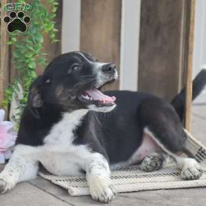 Brielle, Blue Heeler Mix Puppy