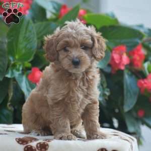 Tessa, Mini Goldendoodle Puppy
