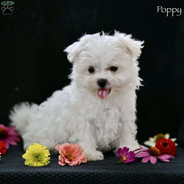 Poppy, Maltese Puppy