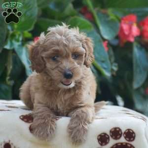Tessa, Mini Goldendoodle Puppy