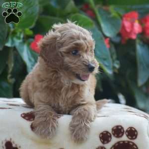 Tessa, Mini Goldendoodle Puppy