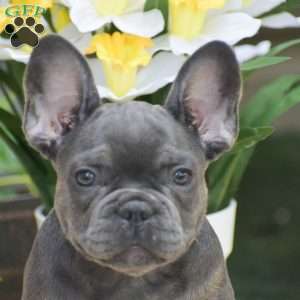 Duke, French Bulldog Puppy