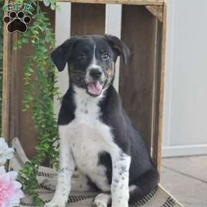Brielle, Blue Heeler Mix Puppy