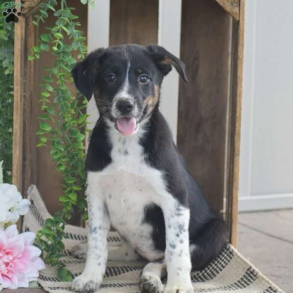 Brielle, Blue Heeler Mix Puppy