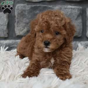 Cinnamon, Toy Poodle Puppy
