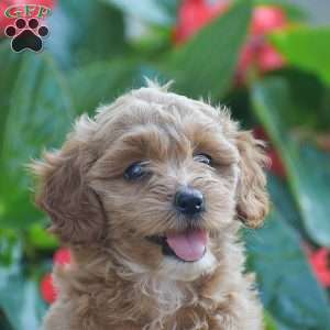 Tessa, Mini Goldendoodle Puppy