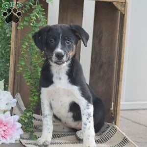 Brielle, Blue Heeler Mix Puppy