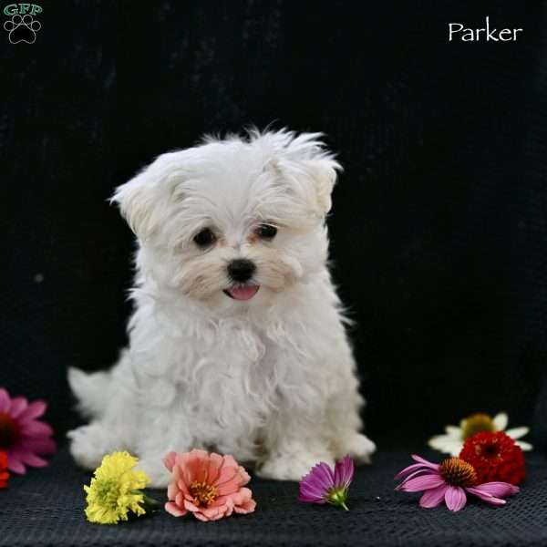 Parker, Maltese Puppy
