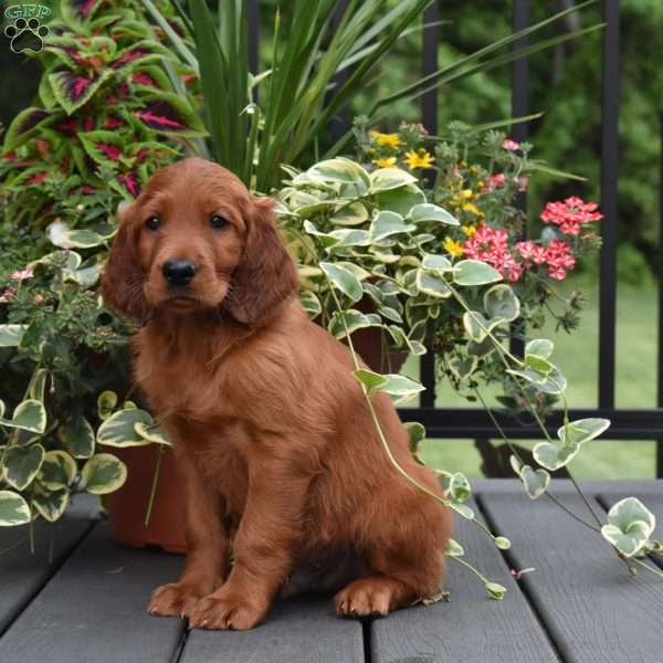 Buddy, Irish Setter Puppy