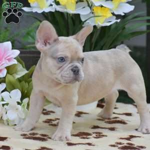 Dustin, French Bulldog Puppy