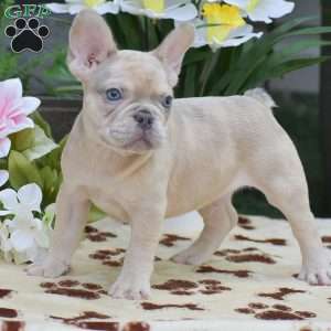 Dustin, French Bulldog Puppy