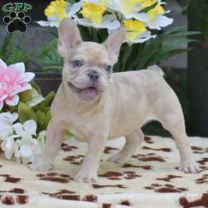 Dustin, French Bulldog Puppy