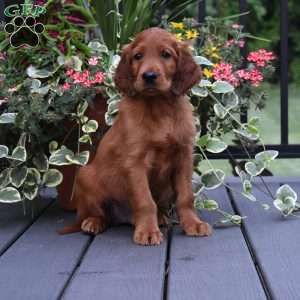 Buddy, Irish Setter Puppy