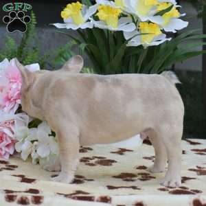 Dustin, French Bulldog Puppy