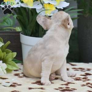 Dustin, French Bulldog Puppy