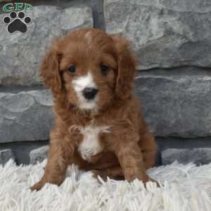 Macy, Cavapoo Puppy