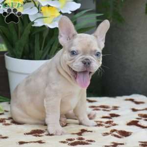 Dustin, French Bulldog Puppy