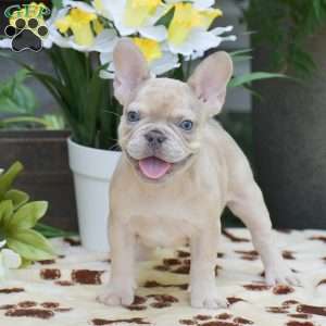 Dustin, French Bulldog Puppy