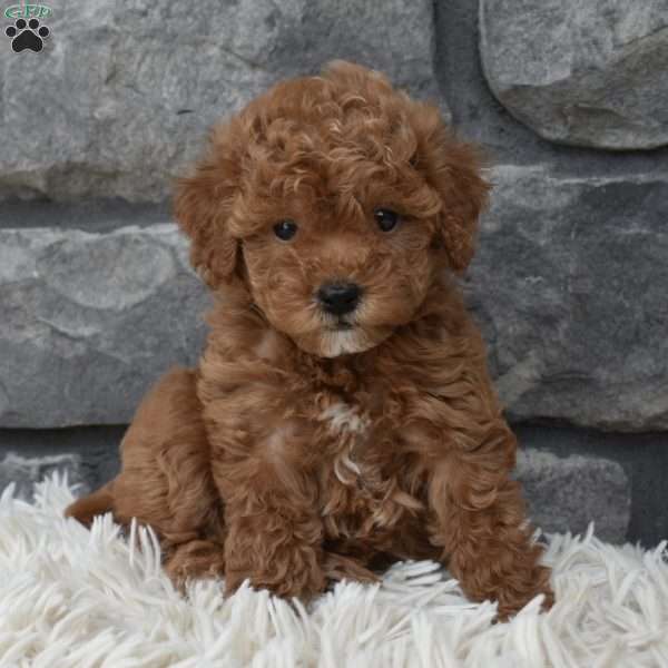 Cinnamon, Toy Poodle Puppy