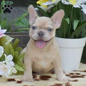 Dustin, French Bulldog Puppy