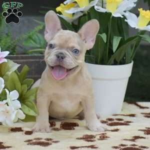 Dustin, French Bulldog Puppy