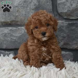 Cinnamon, Toy Poodle Puppy