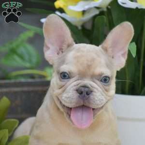 Dustin, French Bulldog Puppy