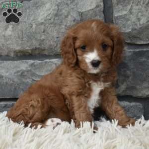Macy, Cavapoo Puppy