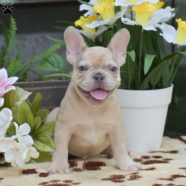 Dustin, French Bulldog Puppy