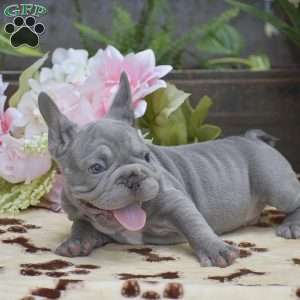 Diesel, French Bulldog Puppy